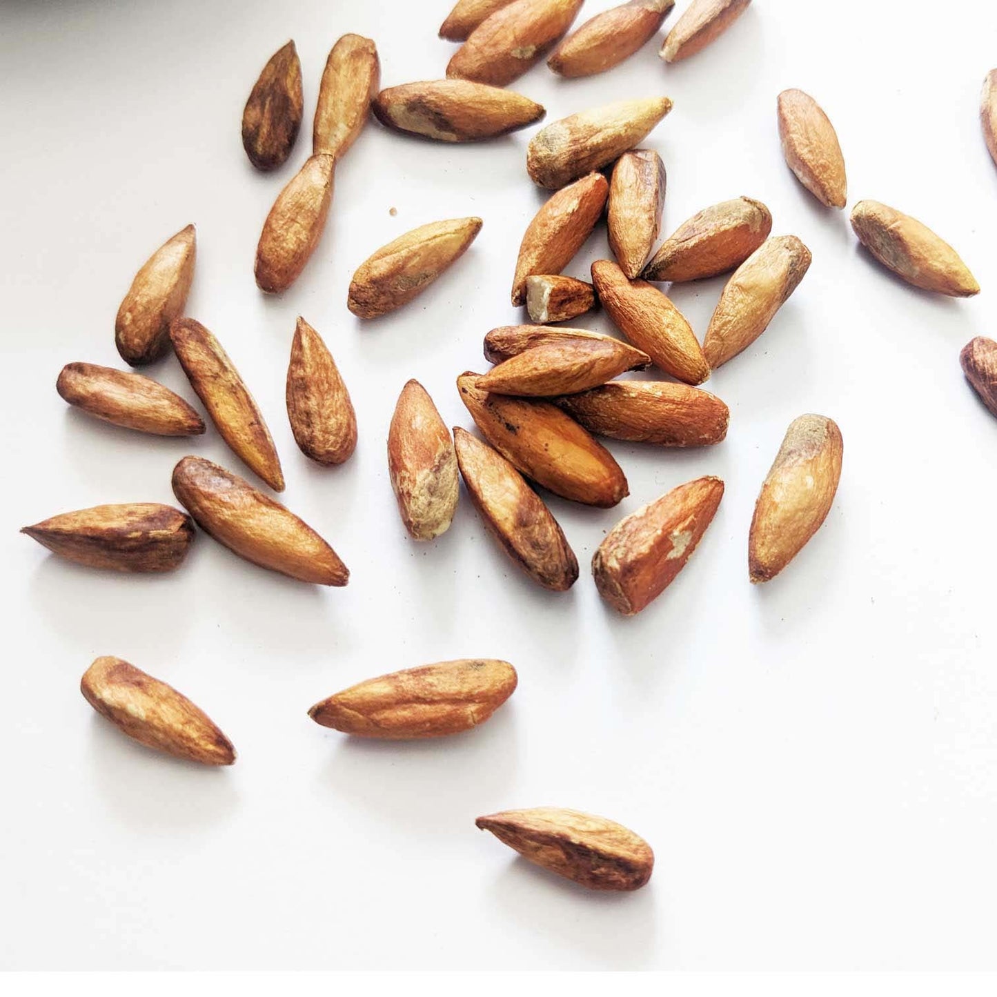 Premium Cattappa Seeds – Edible Almond Seeds for Healthy Eating & Nutrition | Ceylon organic